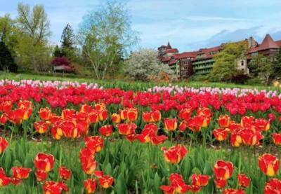 Preview of voucher design 